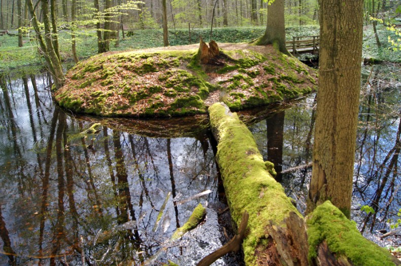 Motte im Koberger Forst